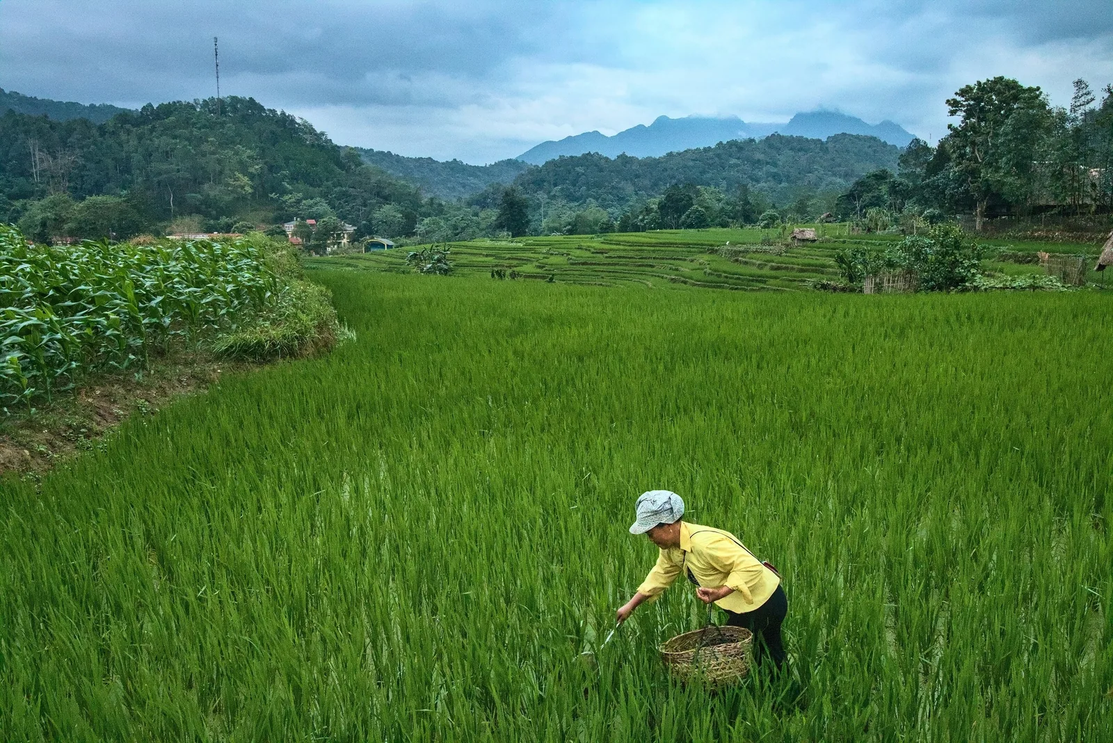 Một nông dân làm việc trên cánh đồng lúa xanh mướt giữa núi non gần Hà Giang, Việt Nam.
