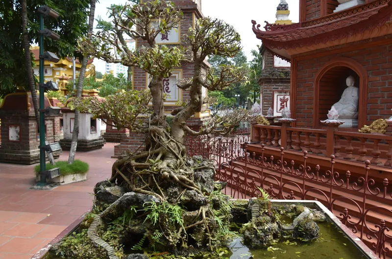 Cây bonsai gốc rễ sần sùi mọc giữa hồ nước cạnh các tháp gạch tại chùa Trấn Quốc, Hà Nội.
